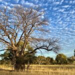 Birdwood Downs Birdwood Downs