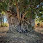 Mt. Hart Station: Annie Creek Mt. Hart Station: Annie Creek