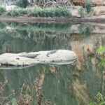 Windjana Gorge ... die grosse Eidechse! Windjana Gorge ... die grosse Eidechse!