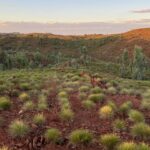 Old Halls Creek: Goldprospecting Teil 1 Old Halls Creek: Goldprospecting Teil 1
