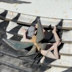 Shit-Box Race Shit-Box Race