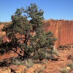 Kings Canyon Kings Canyon