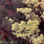Kings Canyon Kings Canyon