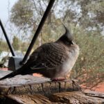 Ayers Rock Campground ... es Regnet in Kübel Ayers Rock Campground ... es Regnet in Kübel