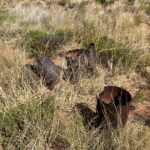 Canning Stock Route: Kraftstoff-Drop-Off, Relikte aus einer nicht allzu fernen Vergangenheit Canning Stock Route: Kraftstoff-Drop-Off, Relikte aus einer nicht allzu fernen Vergangenheit