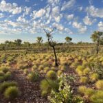Halls Creek Goldfields: Ruby Plains ... Bäume mit Persönlichkeit! Halls Creek Goldfields: Ruby Plains ... Bäume mit Persönlichkeit!