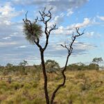 Halls Creek Goldfields: Ruby Plains ... Bäume mit Persönlichkeit! Halls Creek Goldfields: Ruby Plains ... Bäume mit Persönlichkeit!