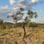 Halls Creek Goldfields: Ruby Plains ... Bäume mit Persönlichkeit! Halls Creek Goldfields: Ruby Plains ... Bäume mit Persönlichkeit!