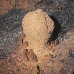 Was von einem Ameisenhügel nach einem Bushbrand zurückbleibt Was von einem Ameisenhügel nach einem Bushbrand zurückbleibt