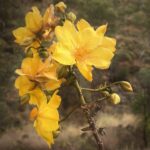 Purunululu NP: ein Meer von gelben Blumen! Purunululu NP: ein Meer von gelben Blumen!