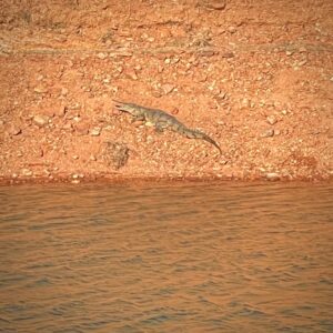 Lake Argyle freshwater crocs!