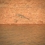 Lake Argyle freshwater crocs! Lake Argyle freshwater crocs!