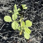 Nach dem Feuer kommt das Leben zurück Nach dem Feuer kommt das Leben zurück