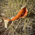 Abfälle aus jüngeren Zeiten ... für einmal armlos! Abfälle aus jüngeren Zeiten ... für einmal armlos!