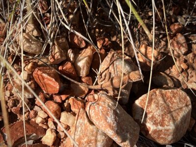 Rudall River NP: freche Eidechse