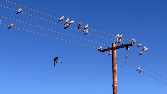 Well 33: wir werden von Corellas arg beobachtet