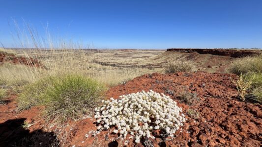 Canning Stock Route (Abweichung): Balgo Breakaways