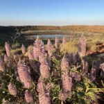 Wolfe Crater NP: Blumenpracht Wolfe Crater NP: Blumenpracht