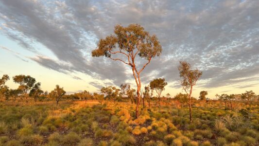 Halls Creek Goldfields: Ruby Plains ... golden hour