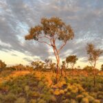 Halls Creek Goldfields: Ruby Plains ... golden hour Halls Creek Goldfields: Ruby Plains ... golden hour