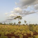 Halls Creek Goldfields: Ruby Plains ... Bäume mit Persönlichkeit! Halls Creek Goldfields: Ruby Plains ... Bäume mit Persönlichkeit!