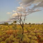 Halls Creek Goldfields: Ruby Plains ... Bäume mit Persönlichkeit! Halls Creek Goldfields: Ruby Plains ... Bäume mit Persönlichkeit!