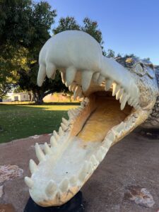 Normanton: Abbildung der grösste je getötete Salszwasser-Krokodil (8.63m)