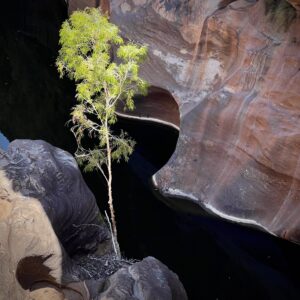 Cobbold Gorge