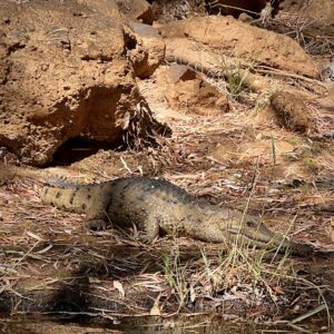 Cobbold Gorge: Frischwasser-Krokodil
