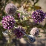 Sturt NP: prachtvolle Blumenwelt Sturt NP: prachtvolle Blumenwelt