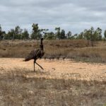 Unterwegs in Richtung Porcupine Gorge. Emus ... emanzipierte Vögel Unterwegs in Richtung Porcupine Gorge. Emus ... emanzipierte Vögel