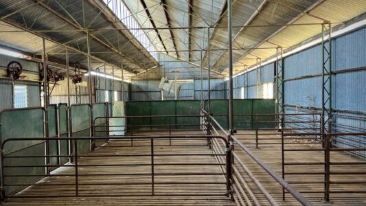 Bladensburg National Park: hier wurden die Schafen geschert