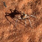 Sturt NP: ... immer schauen wo man läuft! Sturt NP: ... immer schauen wo man läuft!