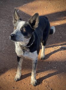 Hell's Gate Roadhouse: verspielter Schäferhund