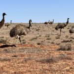 Sturt Steps Track: überdimensionierte Hühner (Emus) Sturt Steps Track: überdimensionierte Hühner (Emus)