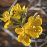 Flinder Ranges: prachvolle Blumenwelt Flinder Ranges: prachvolle Blumenwelt