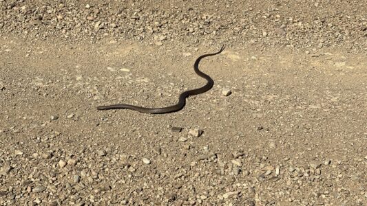 Willkommen zu den Bendleby Ranges! (Brown Snake)