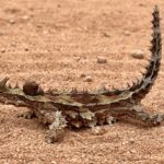 Unterwegs Richtung Kimba: Thorny Devil Unterwegs Richtung Kimba: Thorny Devil