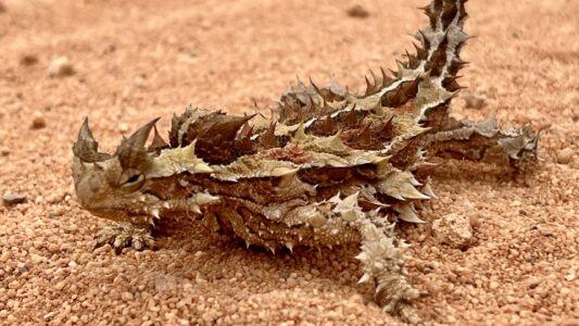 Thorny devil