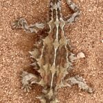 Unterwegs Richtung Kimba: Thorny Devil Unterwegs Richtung Kimba: Thorny Devil