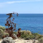 Elliston Clifftop Drive Sculpture Elliston Clifftop Drive Sculpture