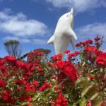 Port Neill: Dolfin & roses Port Neill: Dolfin & roses