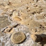 Cape Bridgewater: Petrified Forest Cape Bridgewater: Petrified Forest