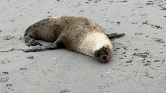 Cape Bridgewater: Seal Colony