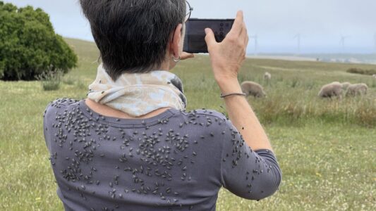 Cape Bridgewater: Sabine und die Fliegen