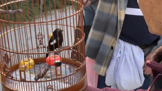 Mong Kog Quartier: Yen Po Street Bird Garden