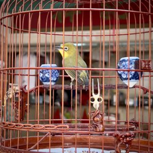 Mong Kog Quartier: Yen Po Street Bird Garden