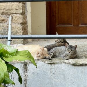 In den Gassen von Àger ...Katzen hat es hier viele!
