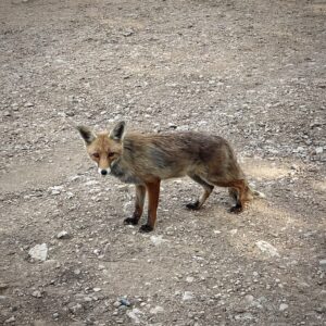 Ein Fuchs erwartet uns auf dem Parkplatz der Ermita de la Virgen de la Pertusa
