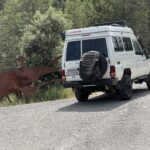 Unterwegs in der Sierra de Boumort: Stopp bei Dinosaurierspuren Unterwegs in der Sierra de Boumort: Stopp bei Dinosaurierspuren